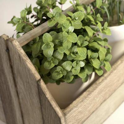 Ragno Terracruda 047